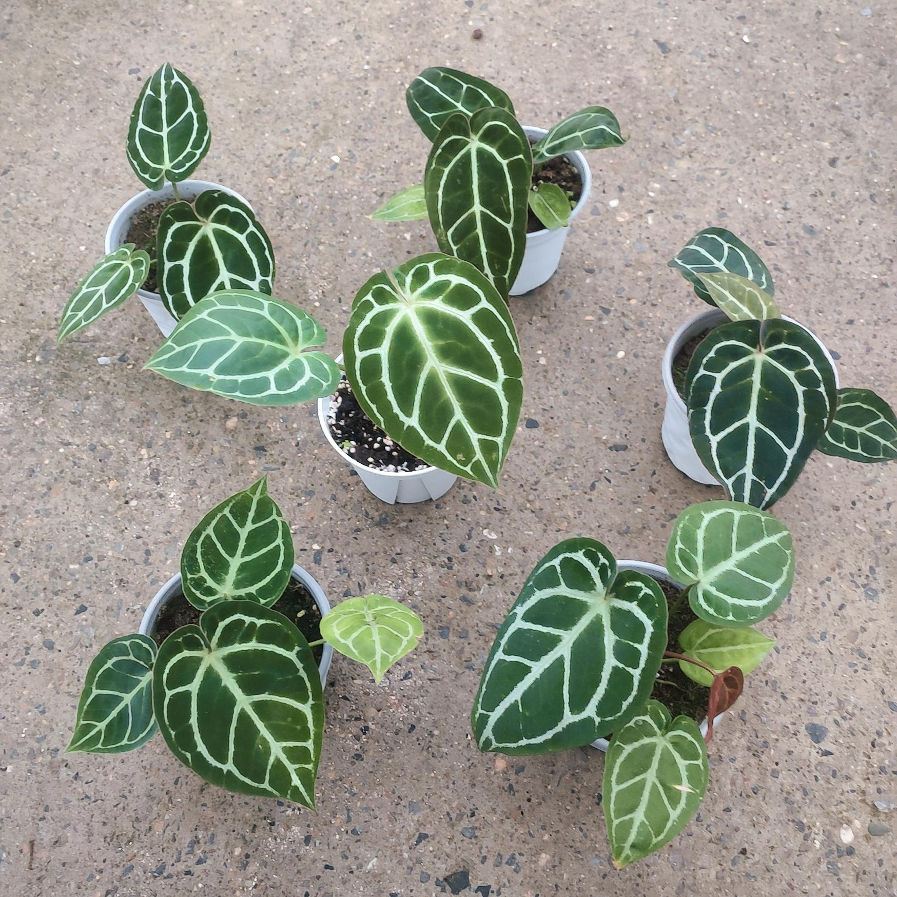 南美粗脉小钻石水晶花烛籽播苗热带雨林盆栽植物室内好养绿植