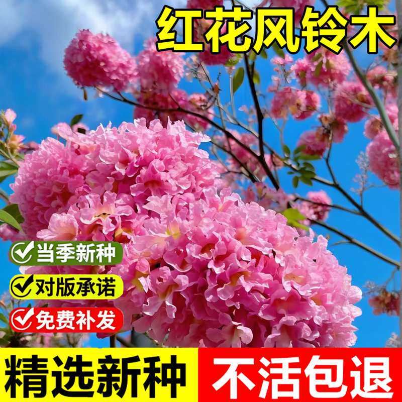 当年新采红花风铃木种子黄钟木绿化林木树种籽黄花风铃木风景树种