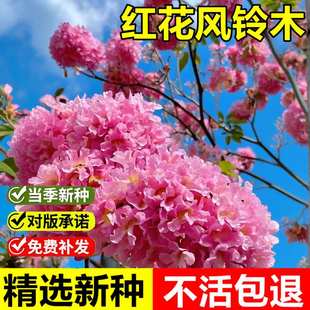 当年新采红花风铃木种子黄钟木绿化林木树种籽黄花风铃木风景树种