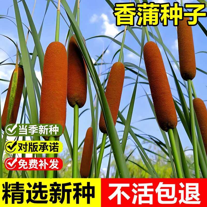 当年新采香蒲种子水蜡烛鬼蜡烛毛蜡烛多年生水生沼生草本植物种籽