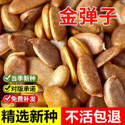 当年新采金弹子种子珍稀盆景树种子乌柿葫芦果鸡血红老鸦柿人参果