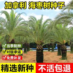 当年新采海枣种子枣椰子波斯枣加拿利番枣伊拉克枣绿化观赏树种籽