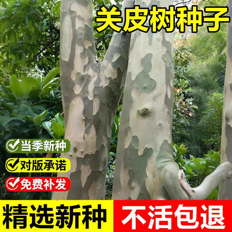 当年新采关皮树种子光皮梾木花皮树马光林枸骨木观赏落叶乔木树种
