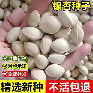 当年新采银杏种子白果公孙树鸭脚树银杏树种籽观赏工程绿化乔木树