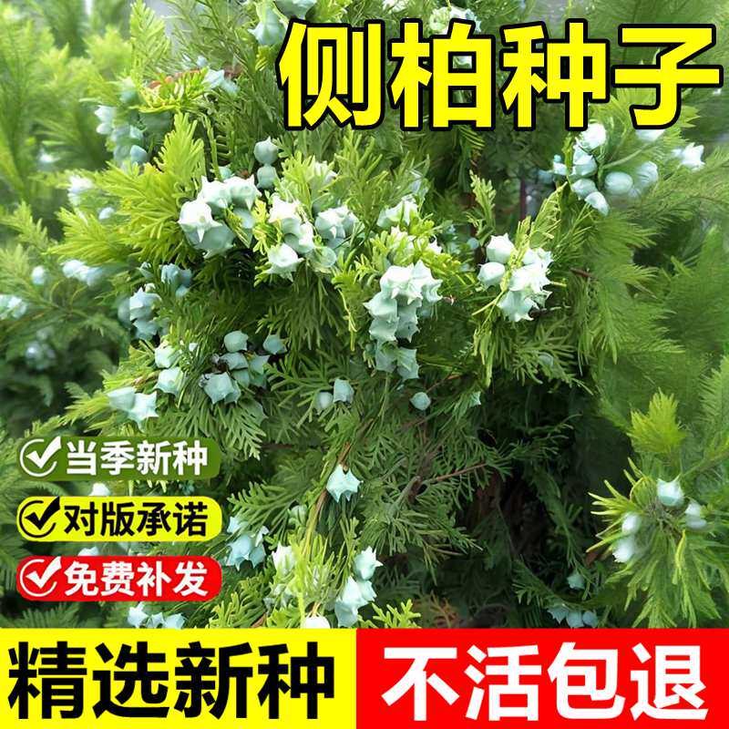 当年新采侧柏种子黄柏香柏香树香柯树室外景观造林常绿乔木树种籽