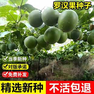 当年新采罗汉果种子光果木鳖拉汗果假苦瓜金不换攀缘草本植物种籽