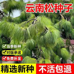 当年新采云南松种子飞松青松长毛松耐旱耐贫瘠观赏常绿乔木树种籽