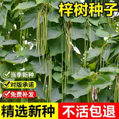 当年新采梓树种子花楸水桐河楸臭梧桐室外景观绿化落叶乔木行道树