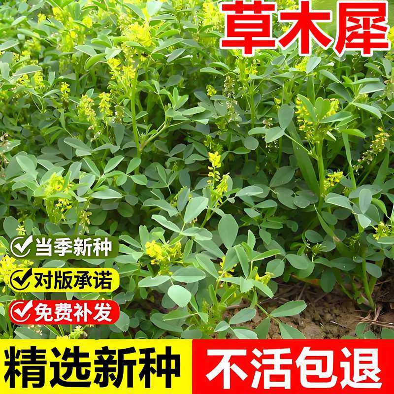 新采草木犀种子草木樨种籽绿肥蜜源牧草抗寒耐贫瘠耐盐碱
