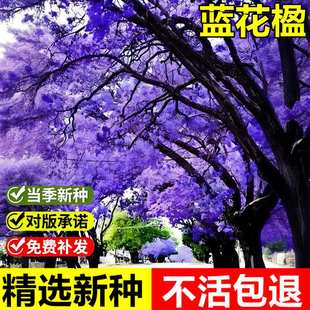 当年新采蓝花楹种子蓝雾树紫云木红花楹凤凰木庭院别墅行道绿化树