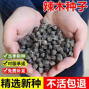 当年新采辣木种子鼓槌树山葵树辣根树辣木子多年生热带落叶乔木树