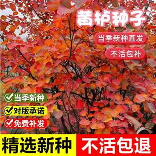 当年新采黄栌种子红叶灰毛黄栌多年生落叶乔木室外风景绿化树种子