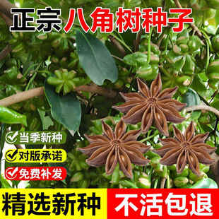 当年新采八角树种子调料大茴香大料八角种籽多年生常绿乔木树种子