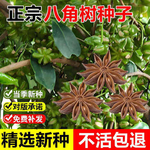当年新采八角树种子调料大茴香大料八角种籽多年生常绿乔木树种子