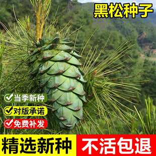 当年新采黑松种子白芽松树种籽庭院公园大型观赏四季常绿盆栽乔木