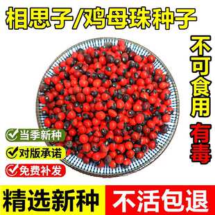 当年新采鸡母珠种子相思豆相思子美人豆室外景观绿化藤本植物种籽