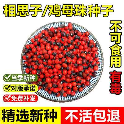 当年新采鸡母珠种子相思豆相思子美人豆室外景观绿化藤本植物种籽