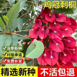 当年新采鸡冠刺桐树种子鸡冠豆巴西刺桐象牙红落叶灌木小乔木种子