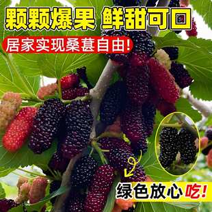 当年新采桑葚种子桑葚树易种活大叶强桑弄桑高蛋白可做饲料桑种籽