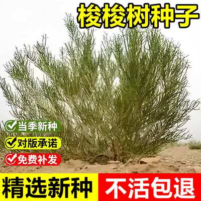 当季新采梭梭树种子抗旱固沙培育肉苁蓉的好树木沙漠先锋灌木树种