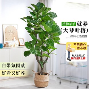大琴叶榕客厅绿植物室内大型好养老桩大叶盆栽真花落地大号办公室