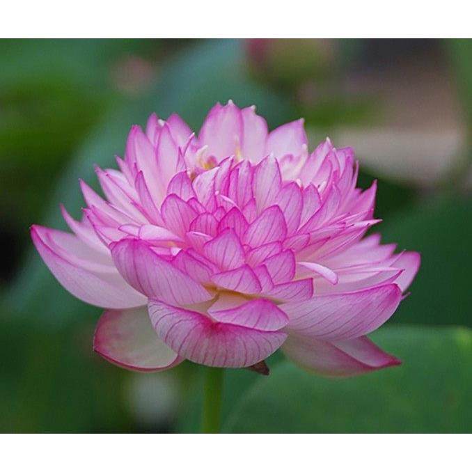 微型碗莲种藕迷你小型荷花苗根茎藕鞭室内外观赏水生植物莲花盆栽,鲜花速递/花卉仿真/绿植园艺,时令草本花卉,淘宝优惠券,粉丝福利购,淘宝优惠卷