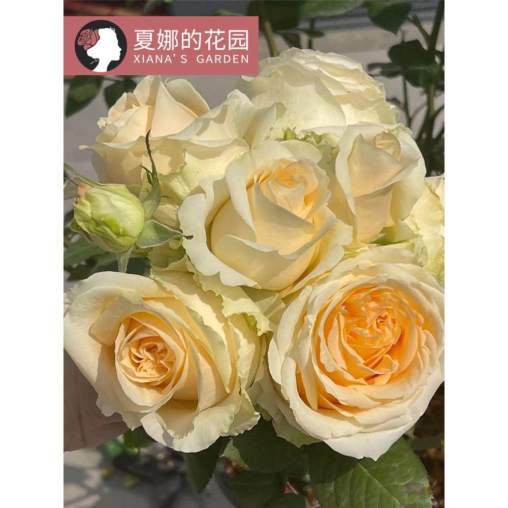 蜜桃雪山月季高档香槟玫瑰多季开花阳台盆栽户外庭院地栽灌木花卉,鲜花速递/花卉仿真/绿植园艺,月季/蔷薇/玫瑰,淘宝优惠券,粉丝福利购,淘宝优惠卷