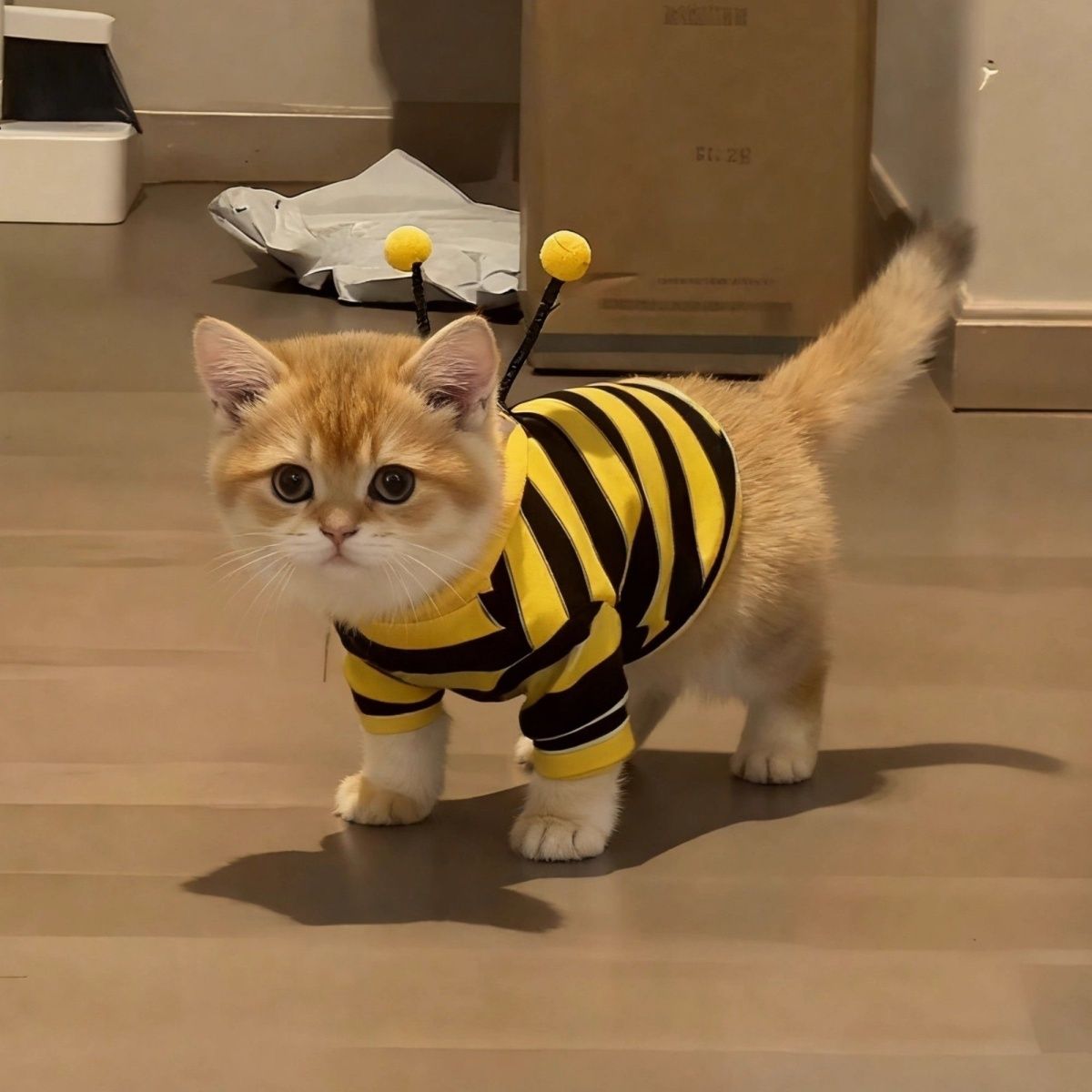 搞怪猫咪衣服防掉小蜜蜂比格犬狗狗小型可爱蓝猫春秋新款宠物卫衣