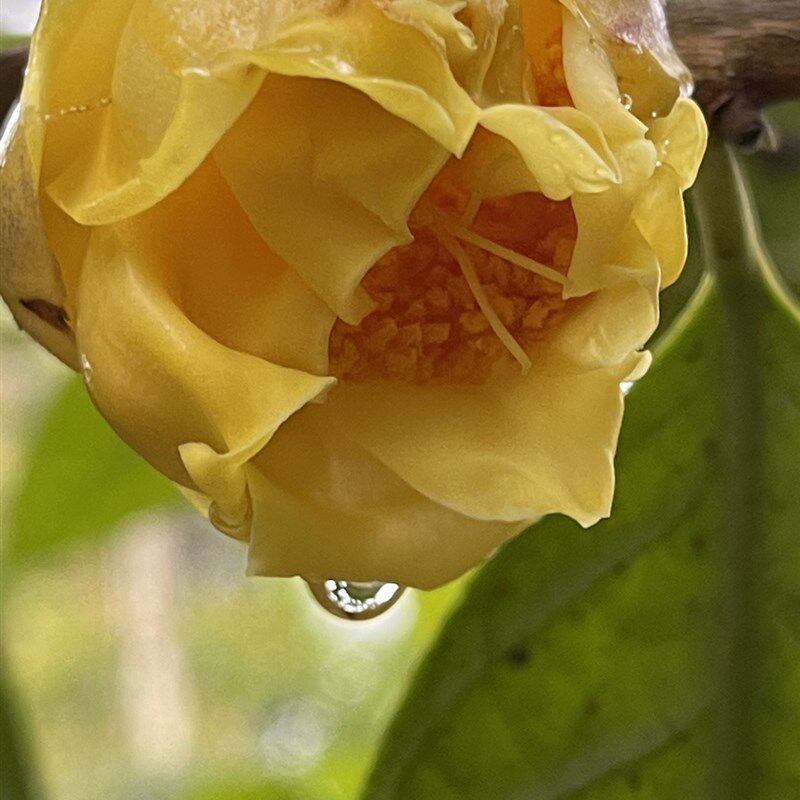 防城金花茶苗 防普金花茶树苗 普通种金花茶树 金花茶. 开花大树