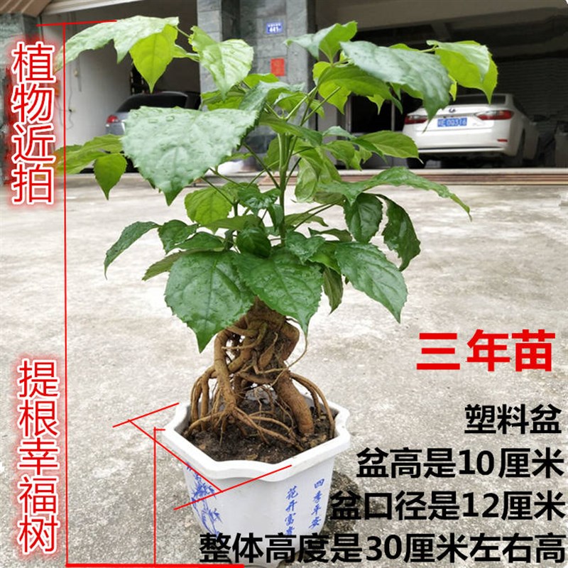 幸福树盆栽室内植物花卉 四x季常青绿宝树提根老桩盆景客厅发财树