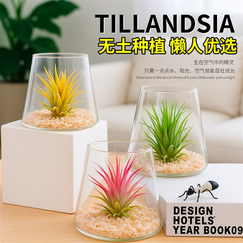 空气凤梨无土植物绿植盆栽办公室内工位新手N微景观礼品桌面小摆