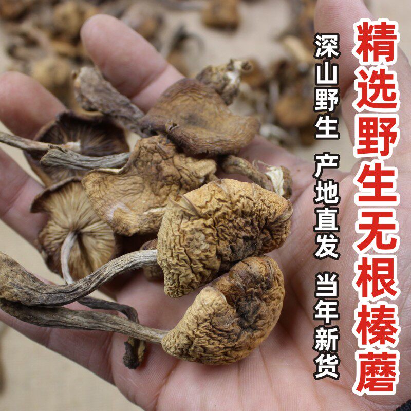 东北特产纯野生榛蘑自然晒干臻蘑蘑菇无根500g干货特级小鸡炖蘑菇