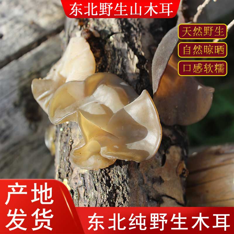 纯野生黑木耳东北特产木耳干货特级野生天然长白山秋木耳软糯500g