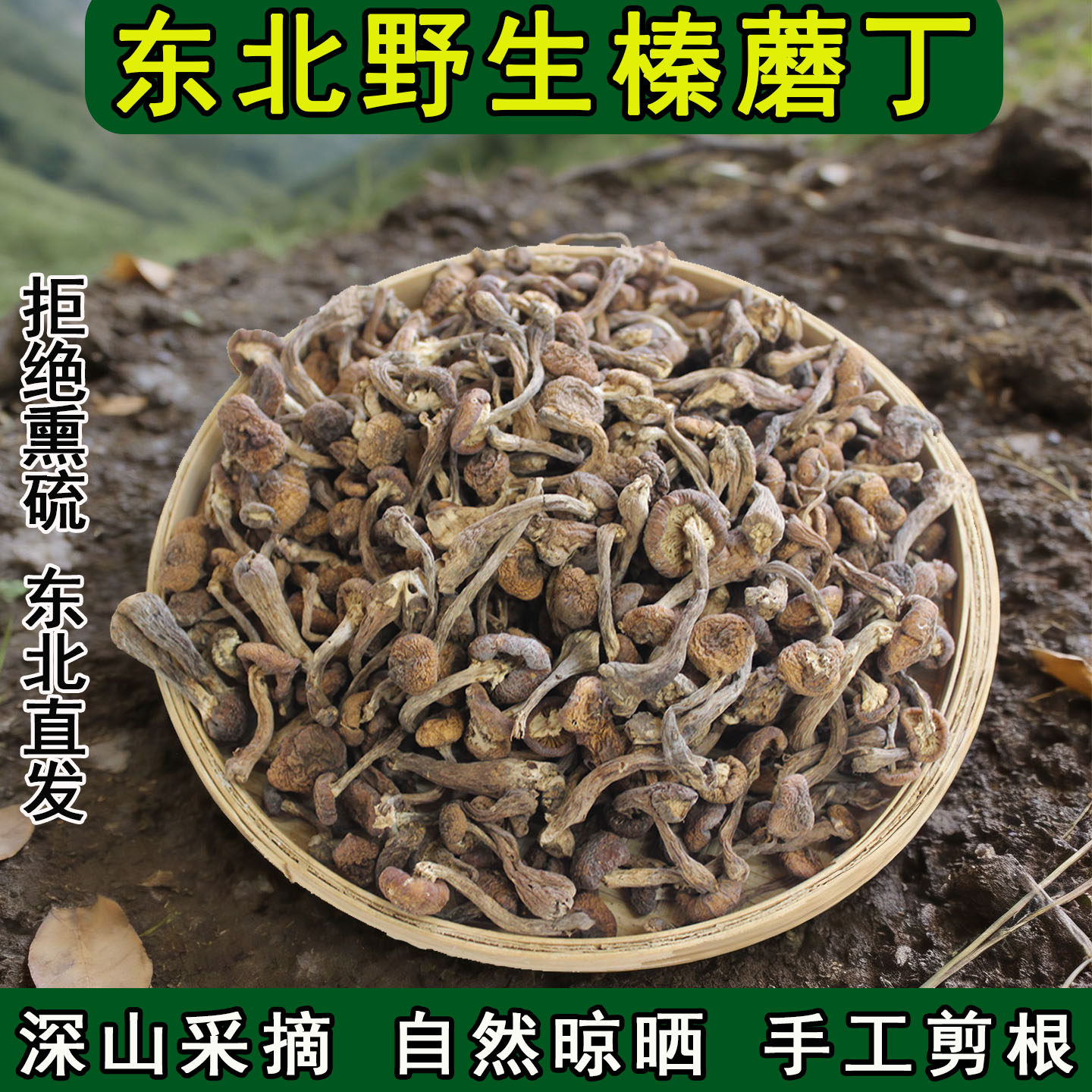 东北野生榛蘑干货小鸡炖蘑菇长白山特级新鲜纯野生正宗小榛蘑丁钉
