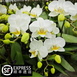 蝴蝶兰安祖【苏黎世】花量大花期长桌面盆栽