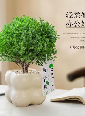 放青松绿植雾松室内小盆栽雾凇办公室桌面放轻松植物摆件四季好养