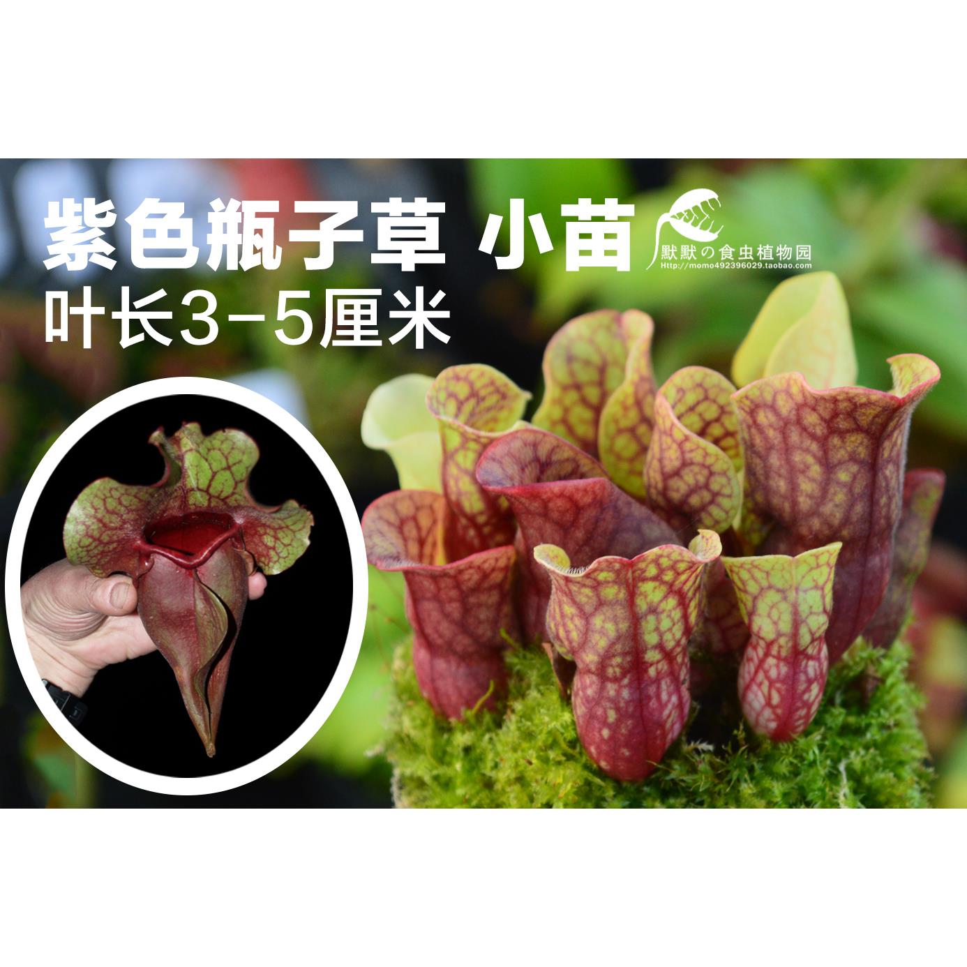 紫瓶瓶子草 紫色瓶子草 食虫植物 捕虫草趣味绿植盆栽包邮