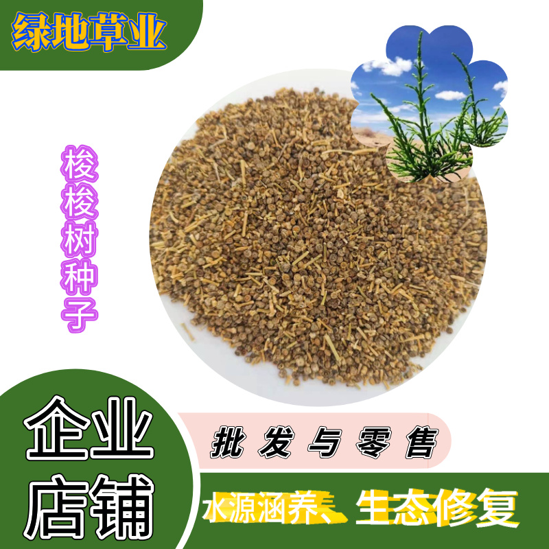 林灌木种子梭梭树种子抗旱耐高温耐盐碱防风固沙多年生种子