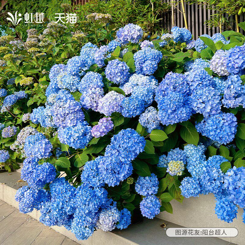 绣球花无尽夏花手鞠魔幻革命海洋绣球花苗大花盆R栽苗老桩树好养