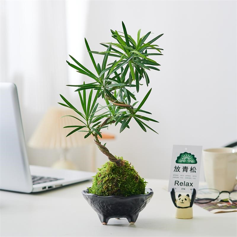 苔藓球罗汉松造型老桩水培植物室内办公室L茶室客厅桌面绿植小盆