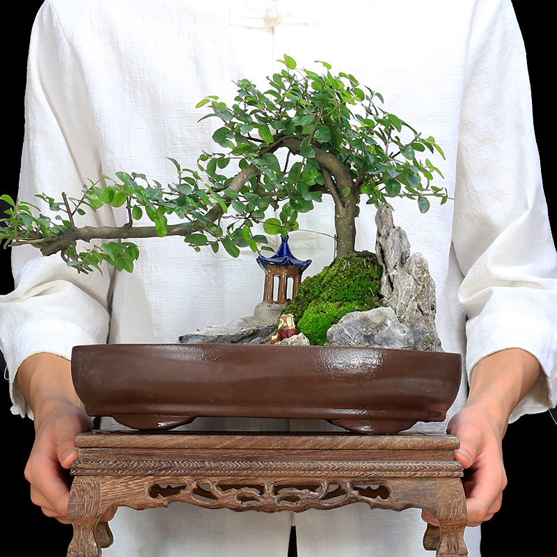 小叶雀梅老桩假山盆景植物室内树桩悬崖式N造型客厅绿植桌面盆栽