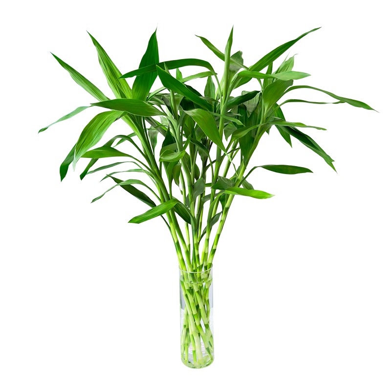 富贵竹水培植物水养客厅s节节高绿植箩观音竹子盆栽鲜花卉室内绿