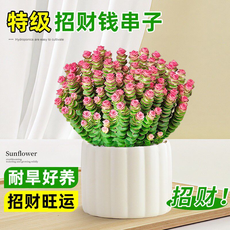钱串子小盆栽室内桌面绿植招财花卉钱多多好Q养易活四季多肉植物