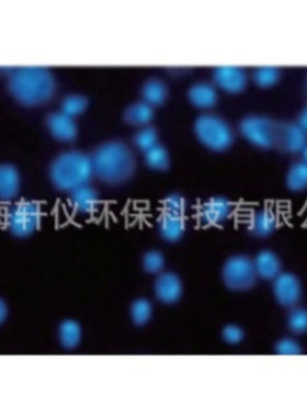 7063-2504 Whatman PC过滤膜圆片黑色聚碳酸酯孔径0.4um