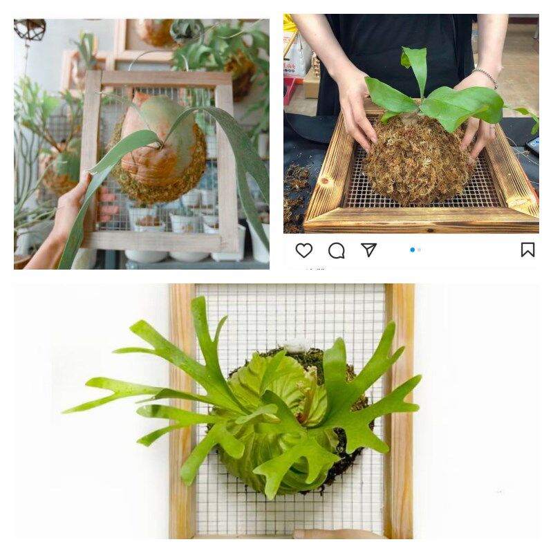 实木鹿角蕨种植空气凤梨304不锈钢壁挂相框上挂板植挂网吊篮定植