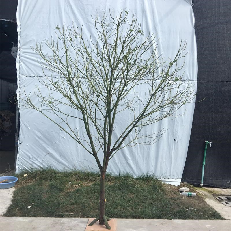 自然干枝树杆装饰死树白色许愿树窗景婚礼道路指南道具落地式装饰