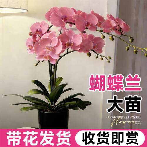 蝴蝶兰盆栽带花苞特大号双剑兰花花苗室内M客厅四季花卉绿植物开