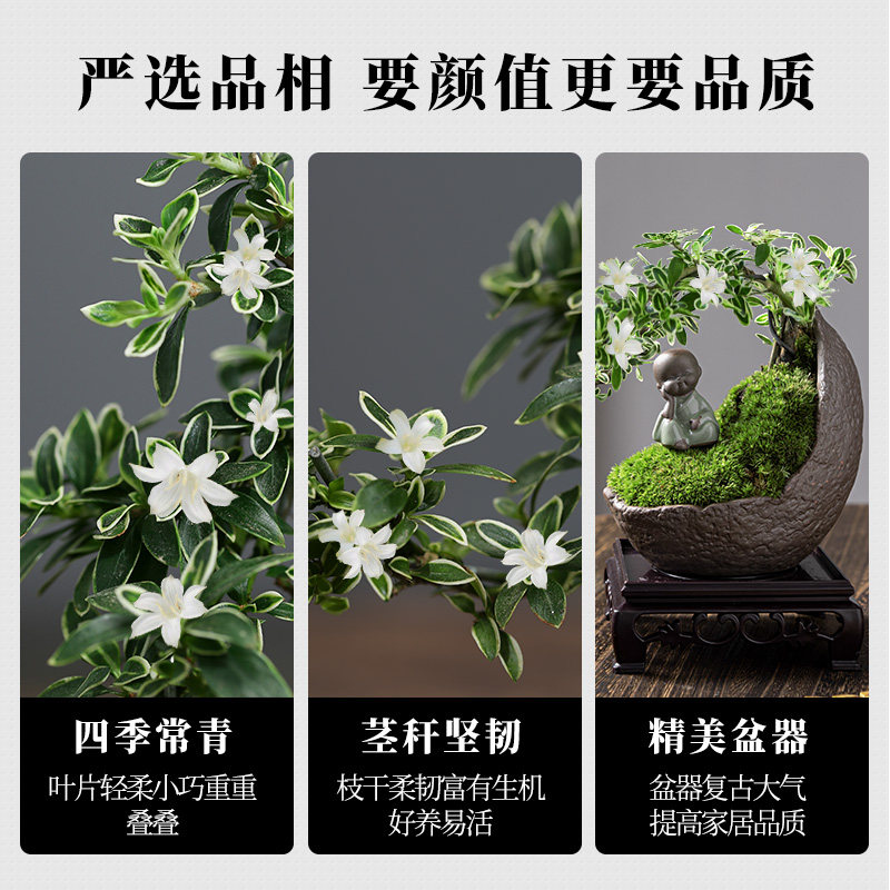 造型悬崖六月雪老桩盆o栽盆景植物室内花卉办公室桌面客厅绿植好