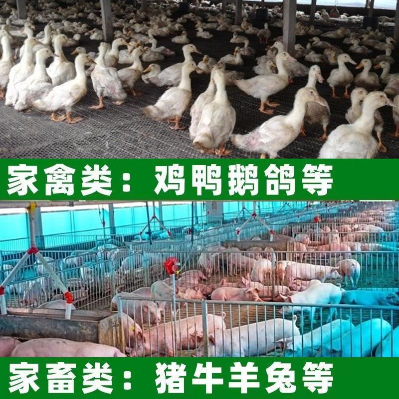 养殖生物除臭剂1k0斤装养殖场鸡窝宠物狗窝卫生间芦丁鸡除臭祛异