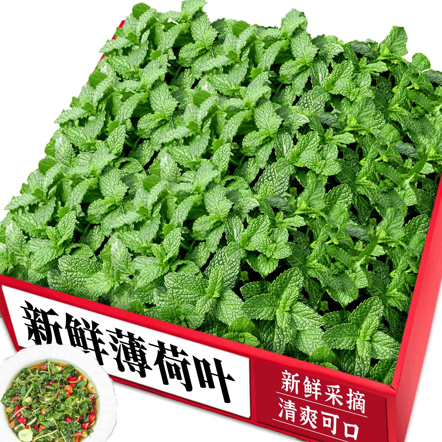 新鲜薄荷！农家推荐！力荐美味